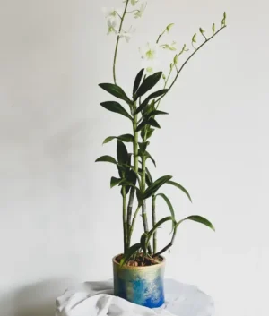 Adeline | White Dendrobium Orchid in a Hand Painted Blue Pot