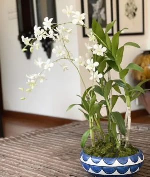 Celia | White Dendobrium Orchids in a Blue and White Coral Pot