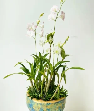 Hazel | White & Pink Orchids in a Hand Painted Blue Pot