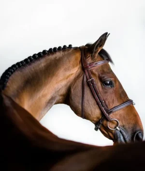 A Horse Riding Lesson | One Hour | Solo