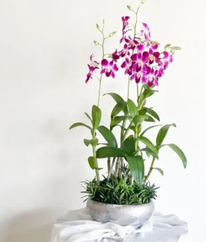 Eliza | Purple Dendobrium Orchids with A Rustic Grey Pot