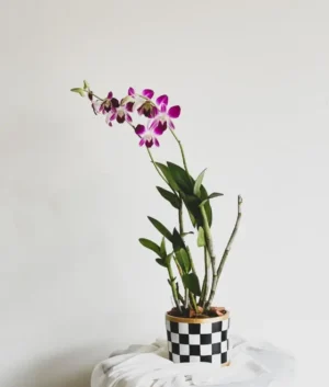 Charlie | Purple Dendrobium Orchids in a Chessboard Hand Painted Pot