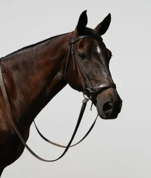 A Horse Riding Lesson For Couples | One Hour