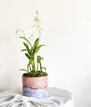 Chantal | White Dendobrium Orchids in a Blue and Cream Pot