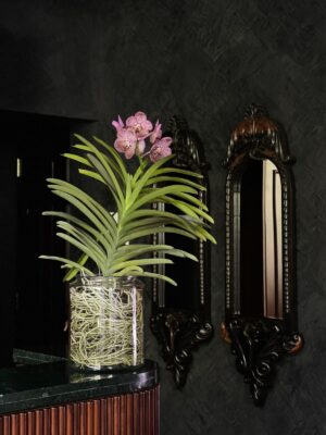 Odette | Vanda Plant in a Large Glass Jar