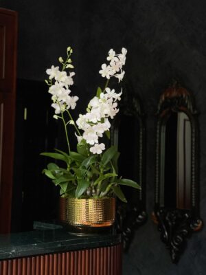 Abrik | White Dendobrium Orchids in a Gold Pot