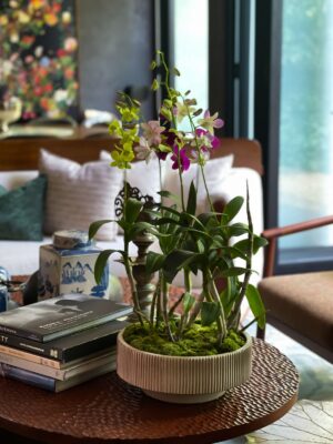 Eloise | Assorted Dendrobium Orchids in a Large Ceramic Pot