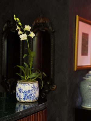 Avery | White Dendrobium Orchid in a Distressed Chinoiserie Pot